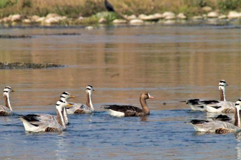 Nangal Wildlife Sanctuary, Rupnagar, Punjab - Vushii.com